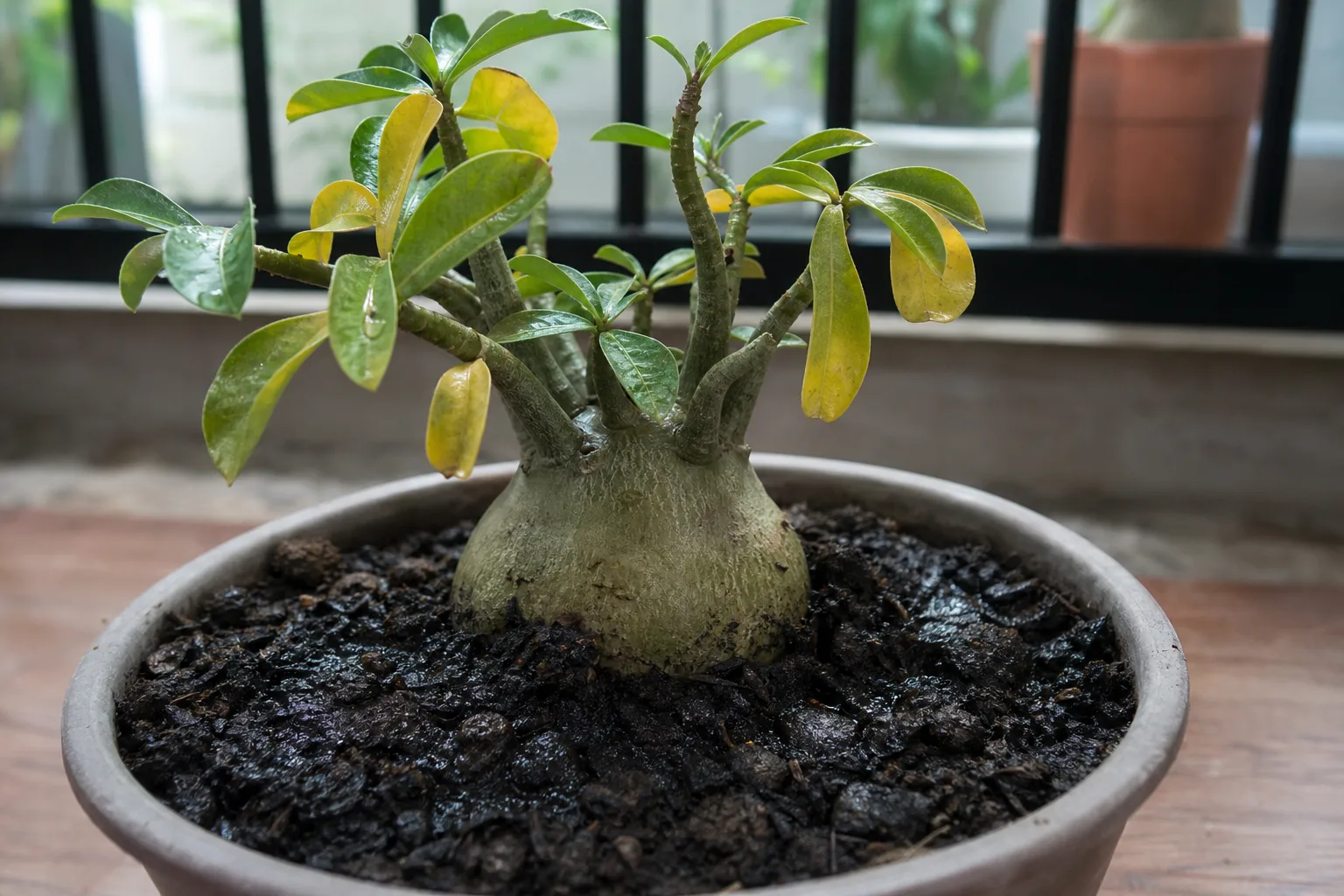 Gritty mineral-heavy adenium mix that drains fast versus collapsed organic soil