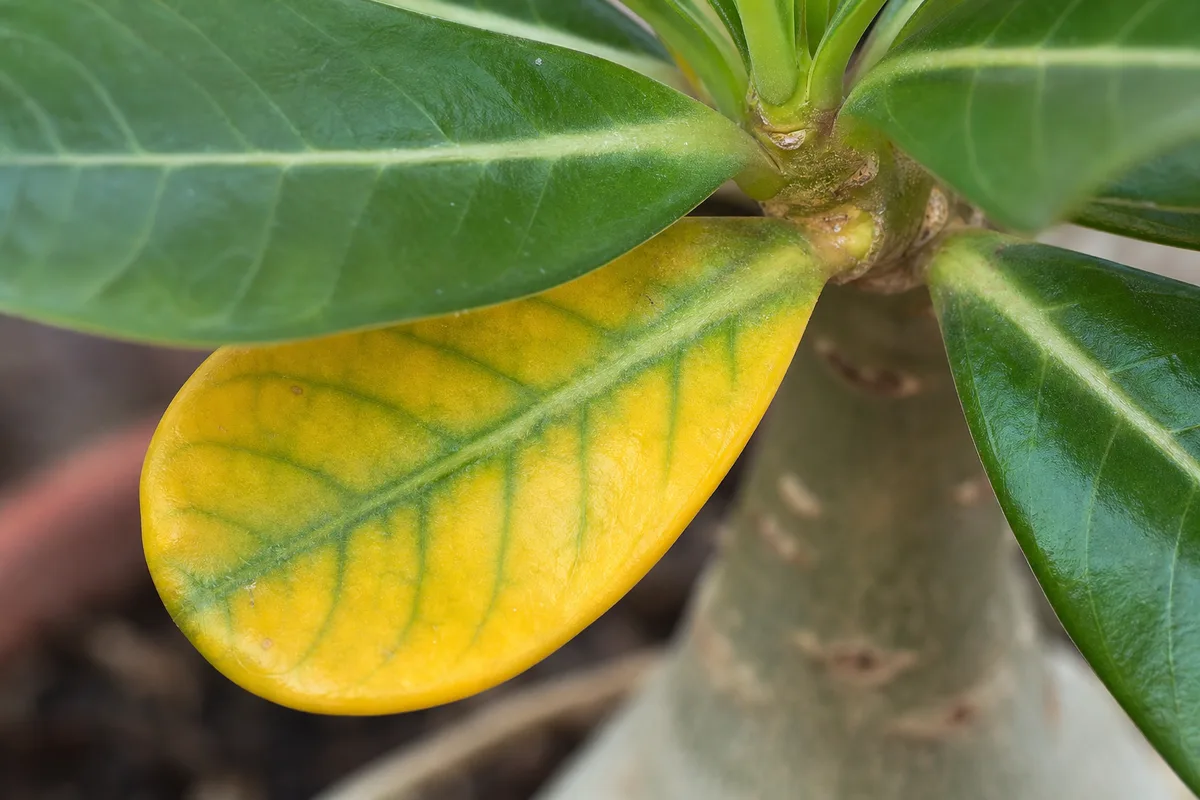 Close-up of Yellow Leaves on Adenium - diagnostic detail