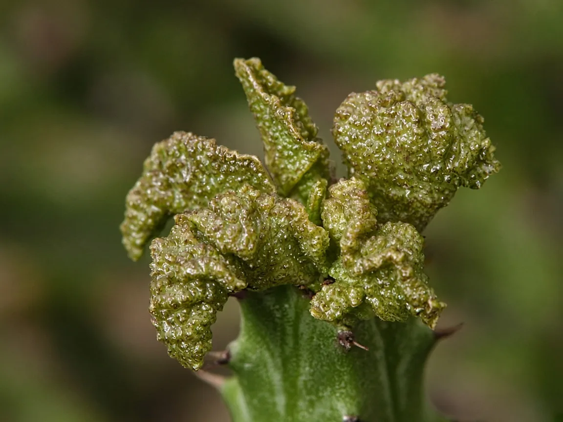 Close-up of twisted puckered ridge leaves on African Milk Tree