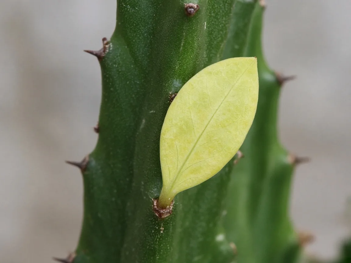 Close-up of nitrogen deficiency on African Milk Tree - uniform pale yellow-green on oldest lower ridge leaf