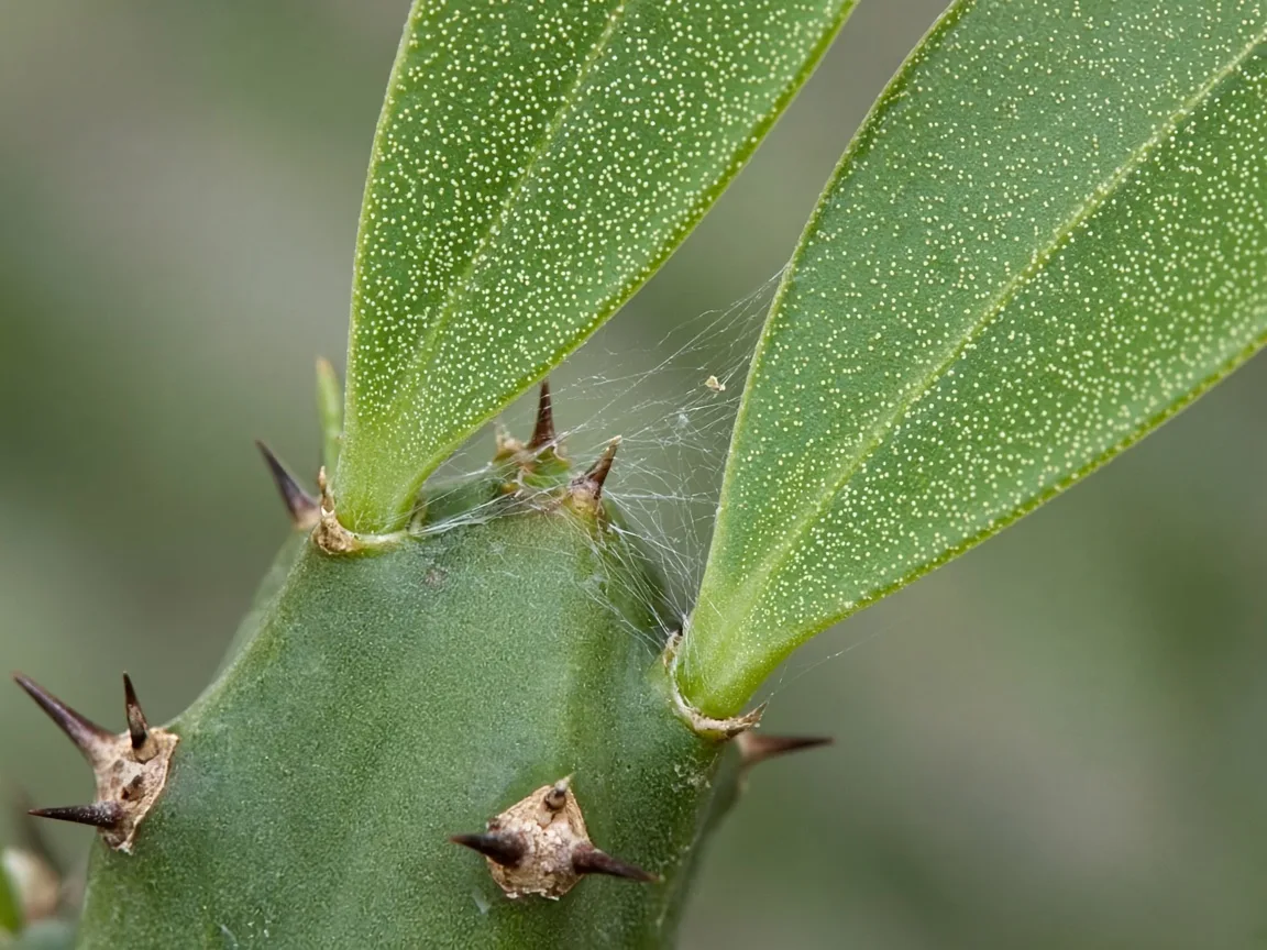 Close-up of spider mite stippling and fine webbing on teardrop ridge leaves of an African Milk Tree