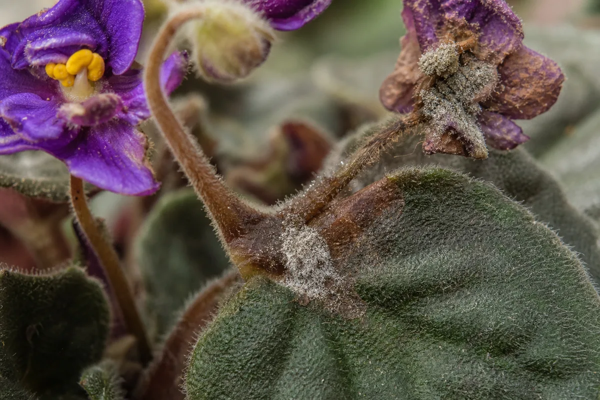 Fuzzy gray Botrytis blight on spent African violet blooms and damp crown tissue