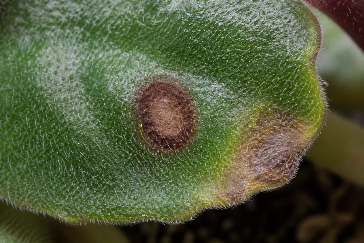 Close-up of Brown Leaves on African Violet - diagnostic detail
