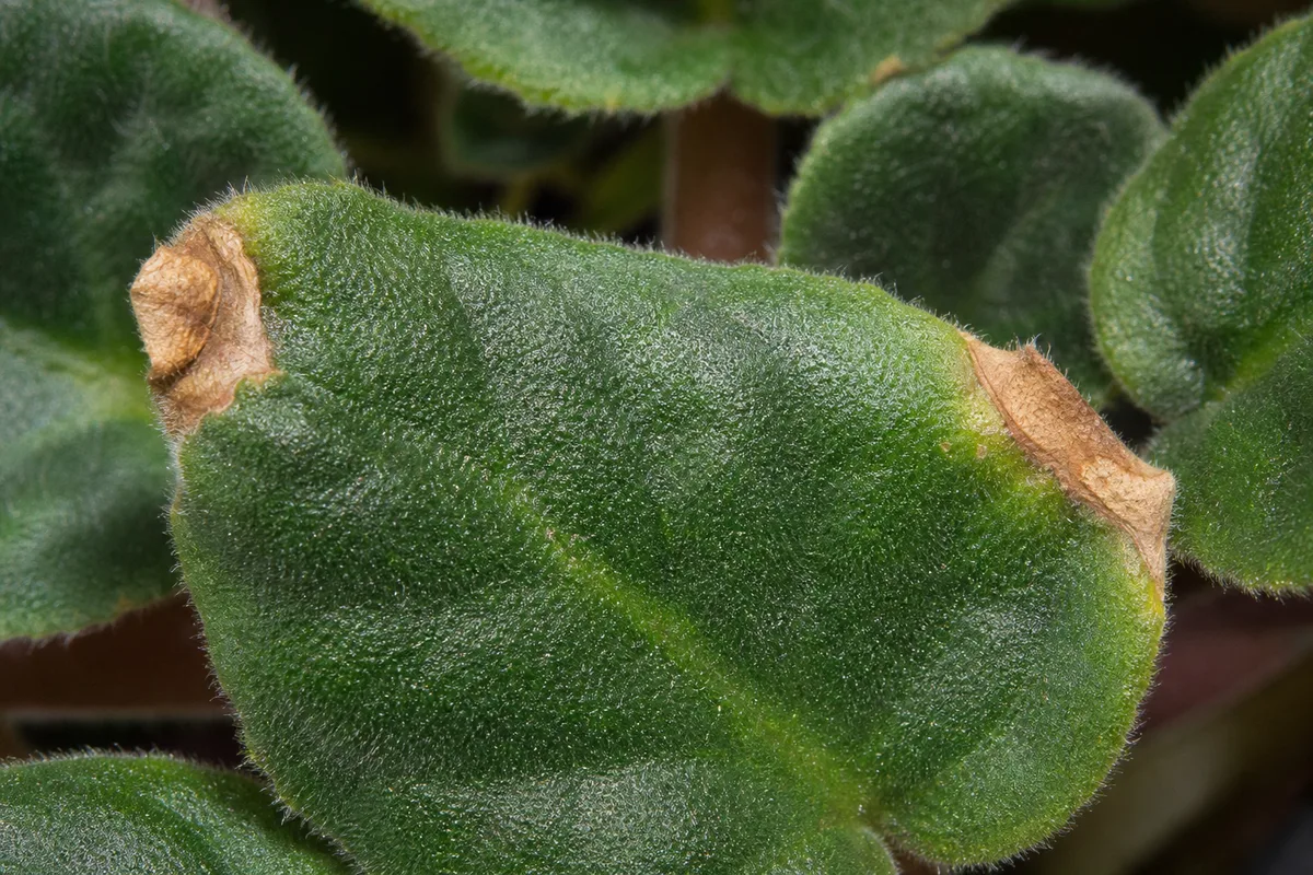 Close-up of brown tips on African violet - crispy tan-brown dry edges on velvety leaf margins