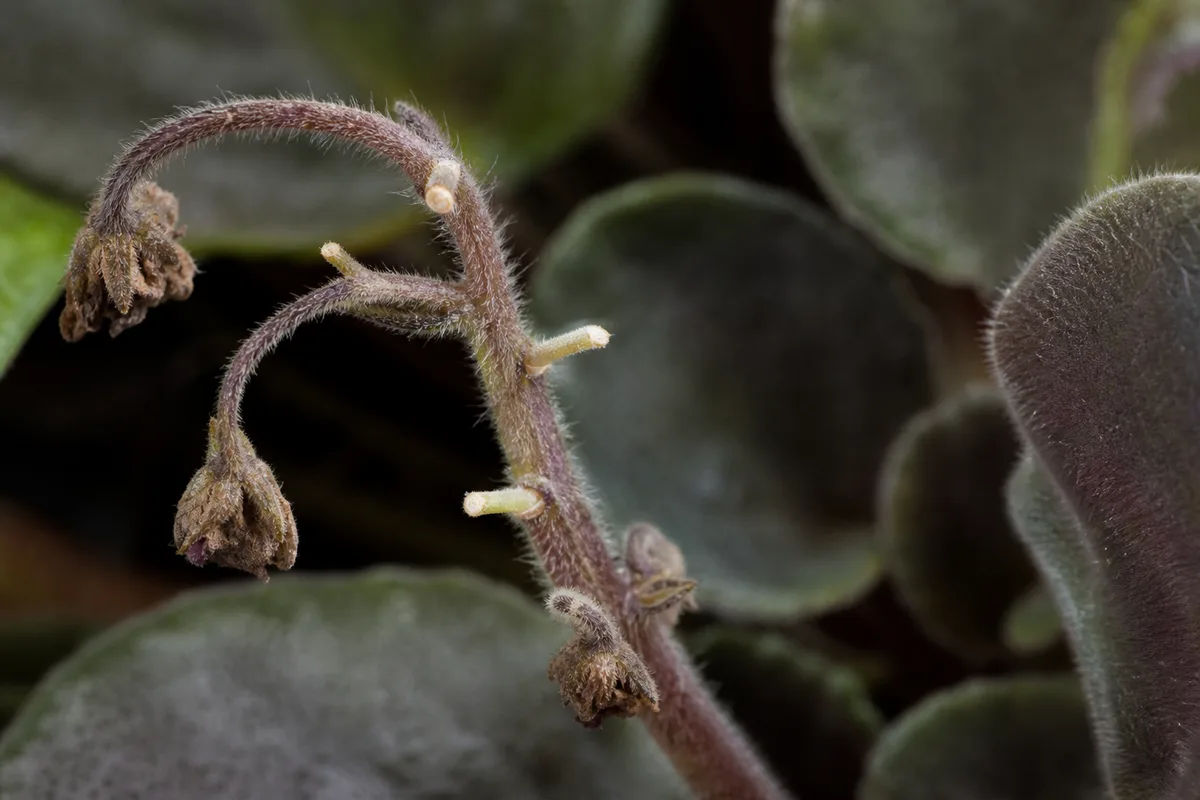 Close-up of Bud Drop on African Violet - diagnostic detail