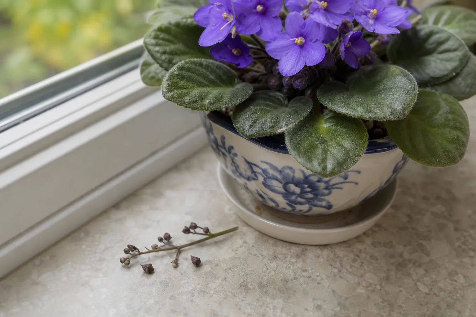 Bud Drop on African Violet - visible symptom on the plant