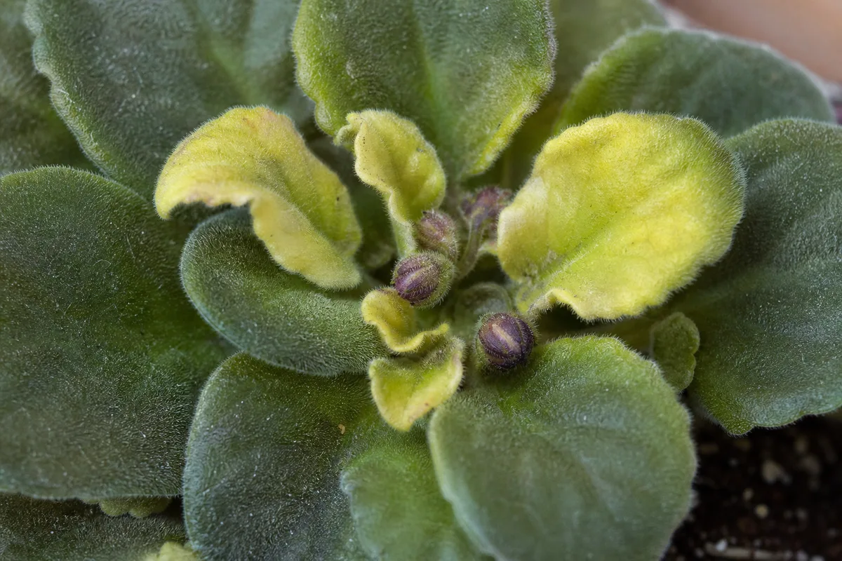 Close-up of calcium deficiency on African Violet - pale crown leaves with backward-hooking tips and closed buds