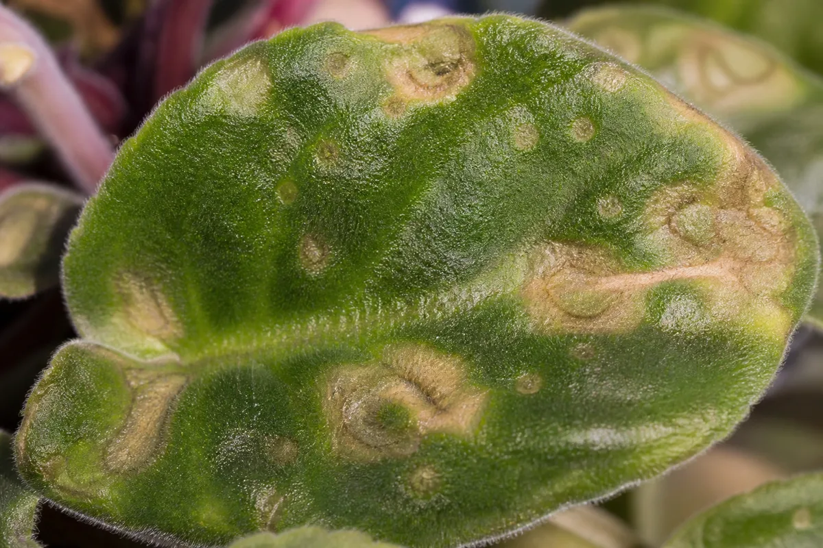 Close-up of cold damage on African Violet - pale ring spots and arcs on a velvety leaf surface