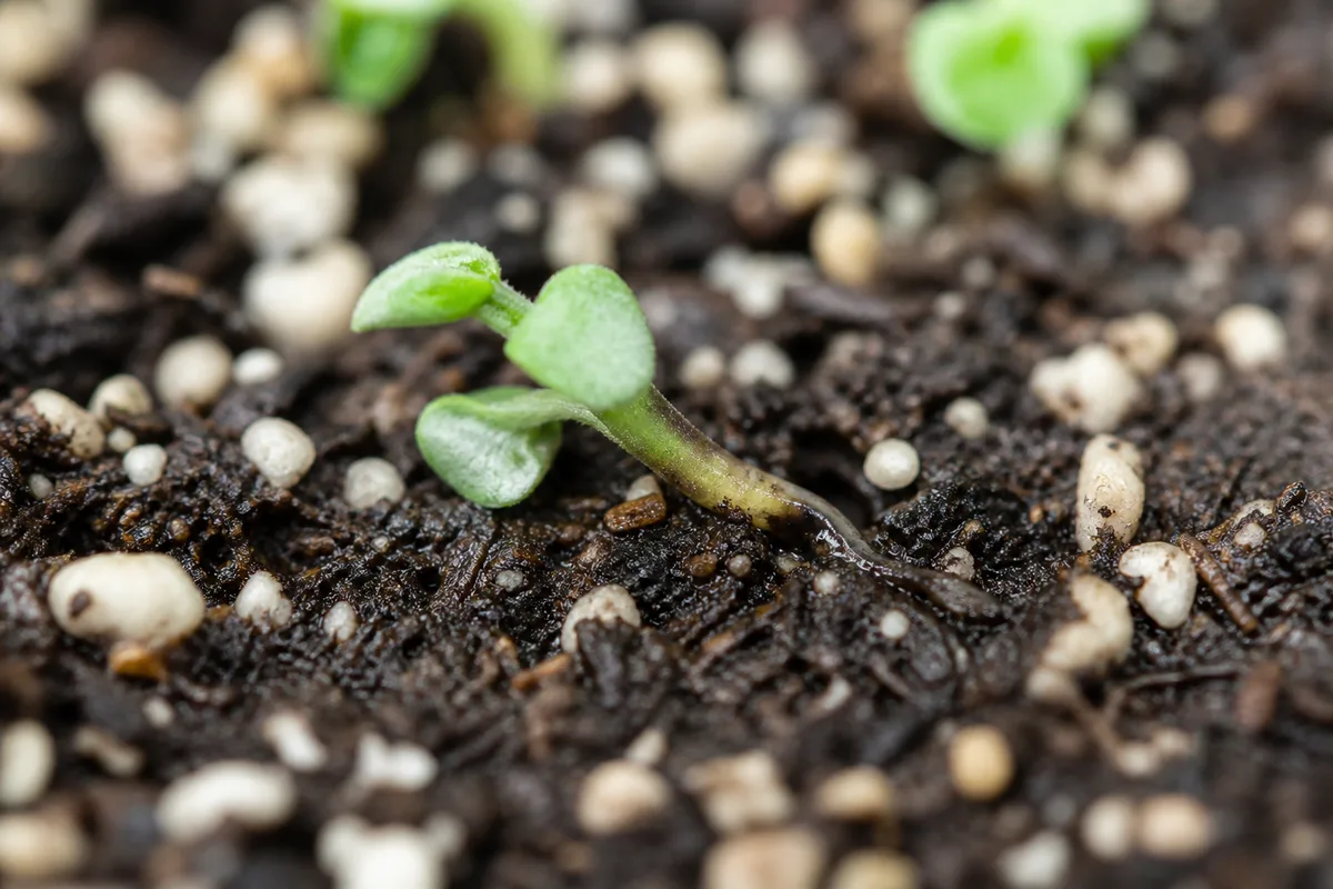 Soft soil-line collapse typical of damping-off (library macro example on African violet tissue)
