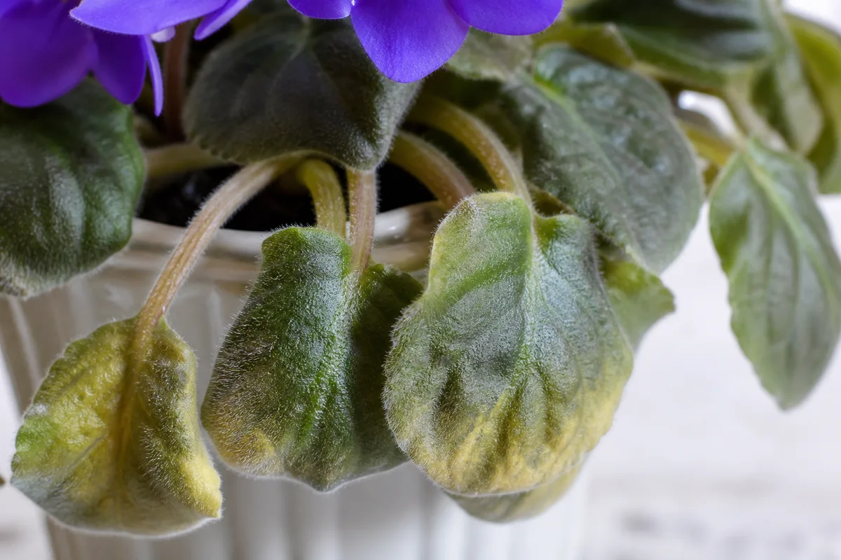 Close-up of drooping leaves on African Violet - downward-angled petioles and sagging velvety lower leaves