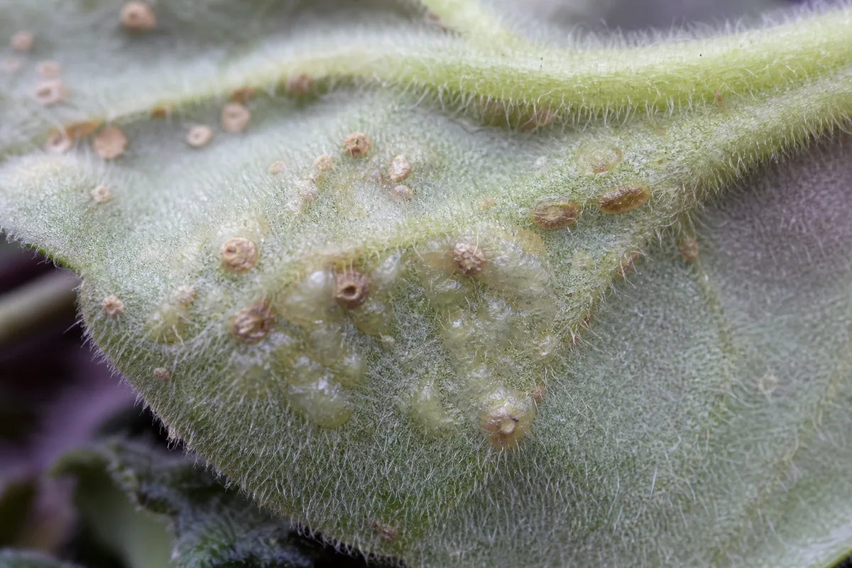 Close-up of Edema on African Violet - diagnostic detail