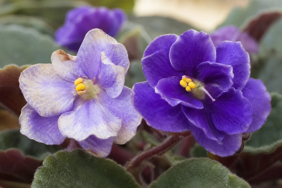 African violet example: open blooms losing petal saturation while foliage stays green