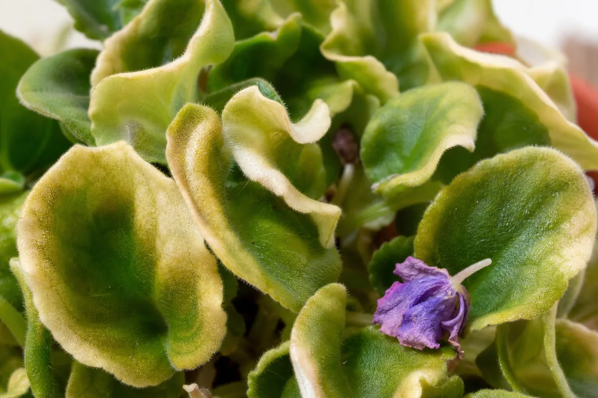 Close-up of heat stress on African violet - cupped limp leaves with pale tips and wilted bloom