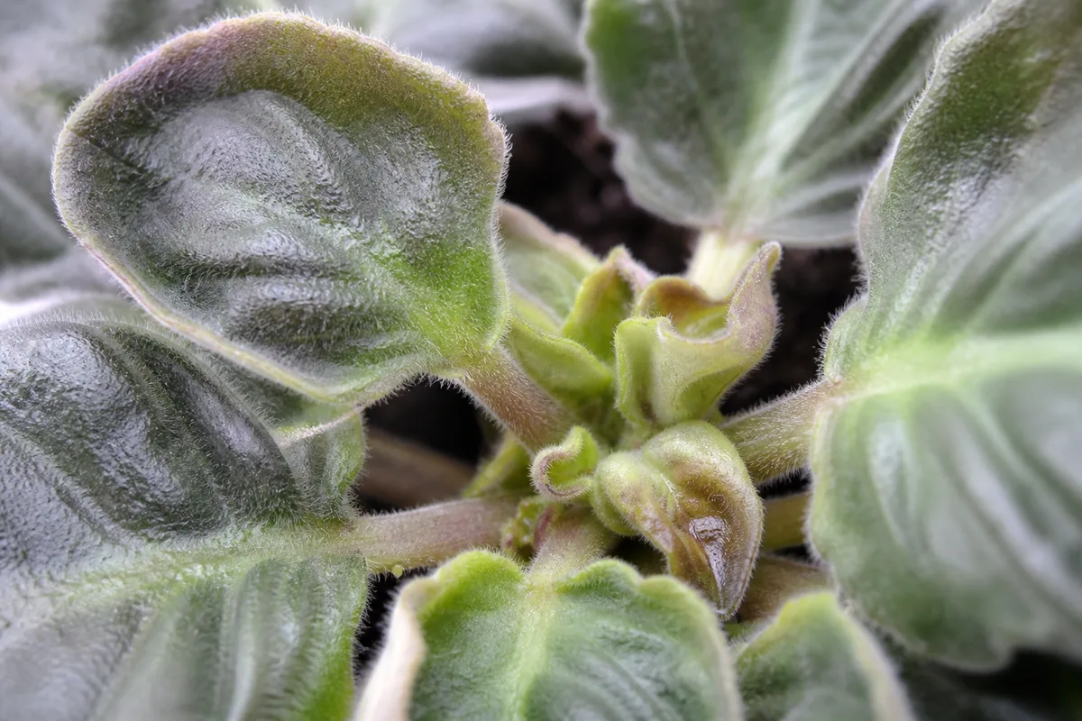 Close-up of High Humidity on African Violet - diagnostic detail