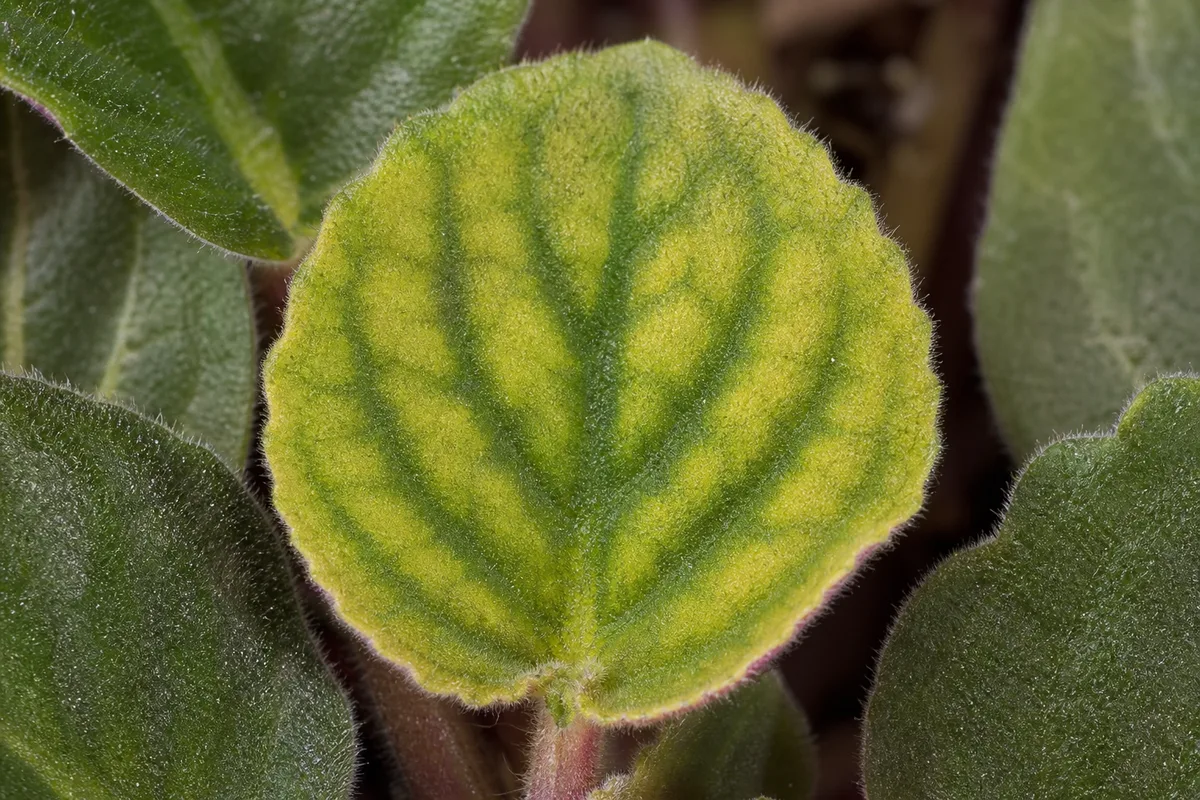 Close-up of Iron Deficiency on African Violet - diagnostic detail