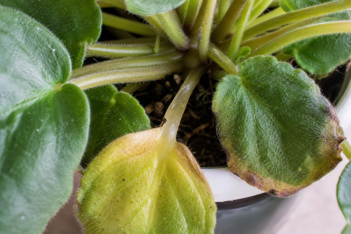 Close-up of leaf drop on African violet - yellowing limp lower leaf with translucent petiole