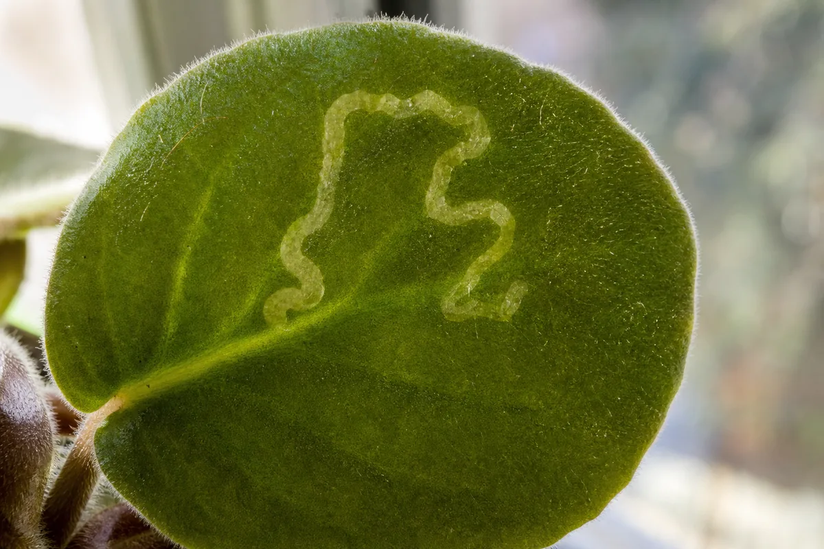 Fuzzy African violet leaf with a pale yellowish serpentine mine tunneling through the green mesophyll under bright window light