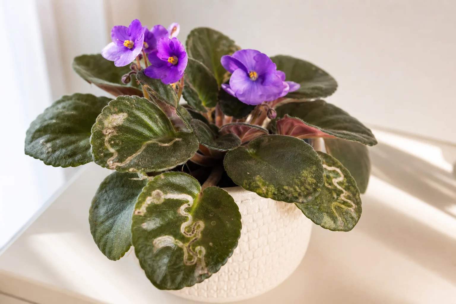 African Violet showing leaf miners