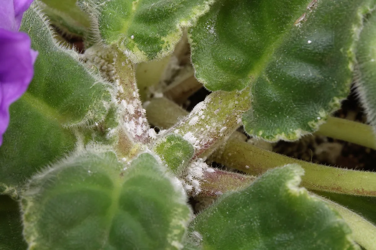 Close-up of mealybugs on African Violet - white cottony masses in a leaf axil