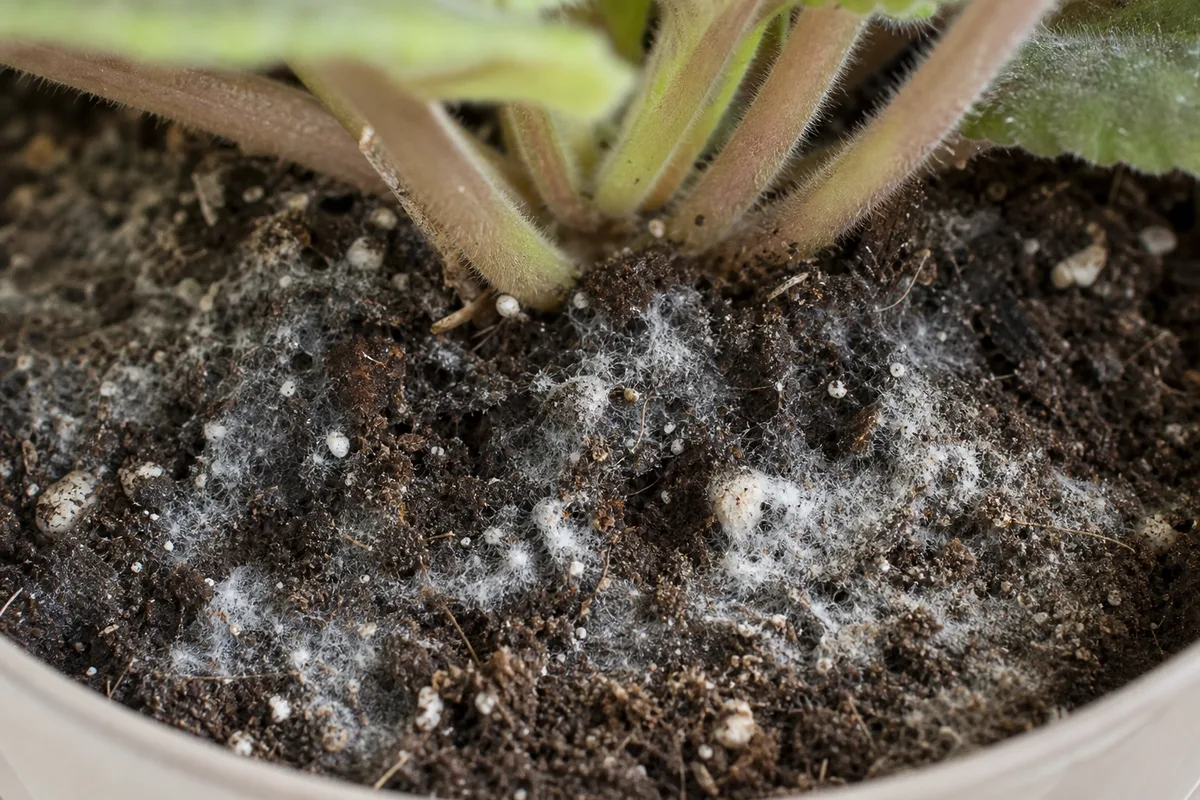 Close-up of mold on African Violet soil - white cottony fungal threads on damp peat mix
