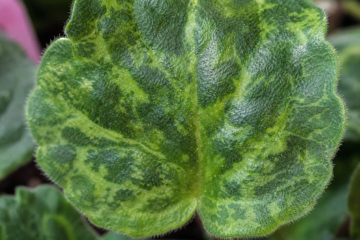 Close-up of Mosaic Virus on African Violet - diagnostic detail