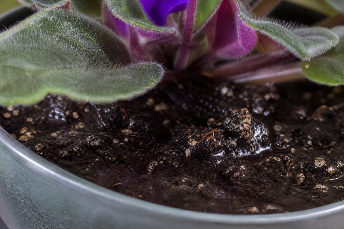 Close-up of No Drainage Hole on African Violet - diagnostic detail