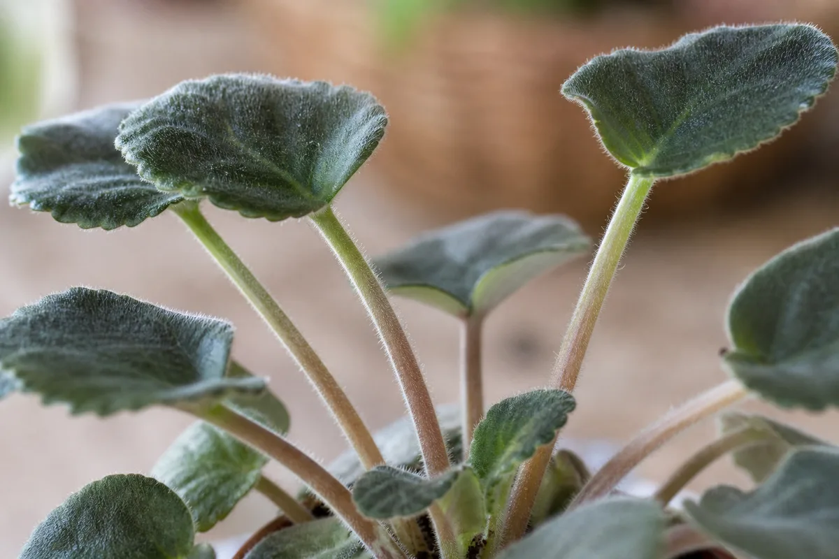 African violet with stretched petioles from insufficient bloom-level light