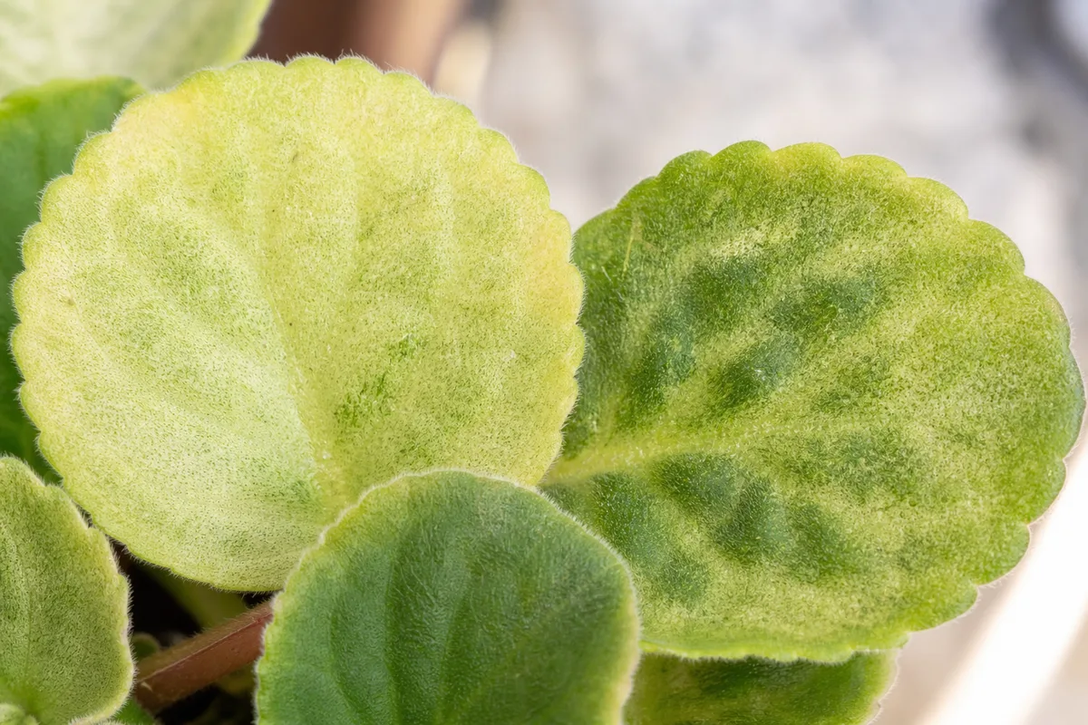 Close-up of pale leaves on African Violet - bleached yellow-green upper leaf surfaces