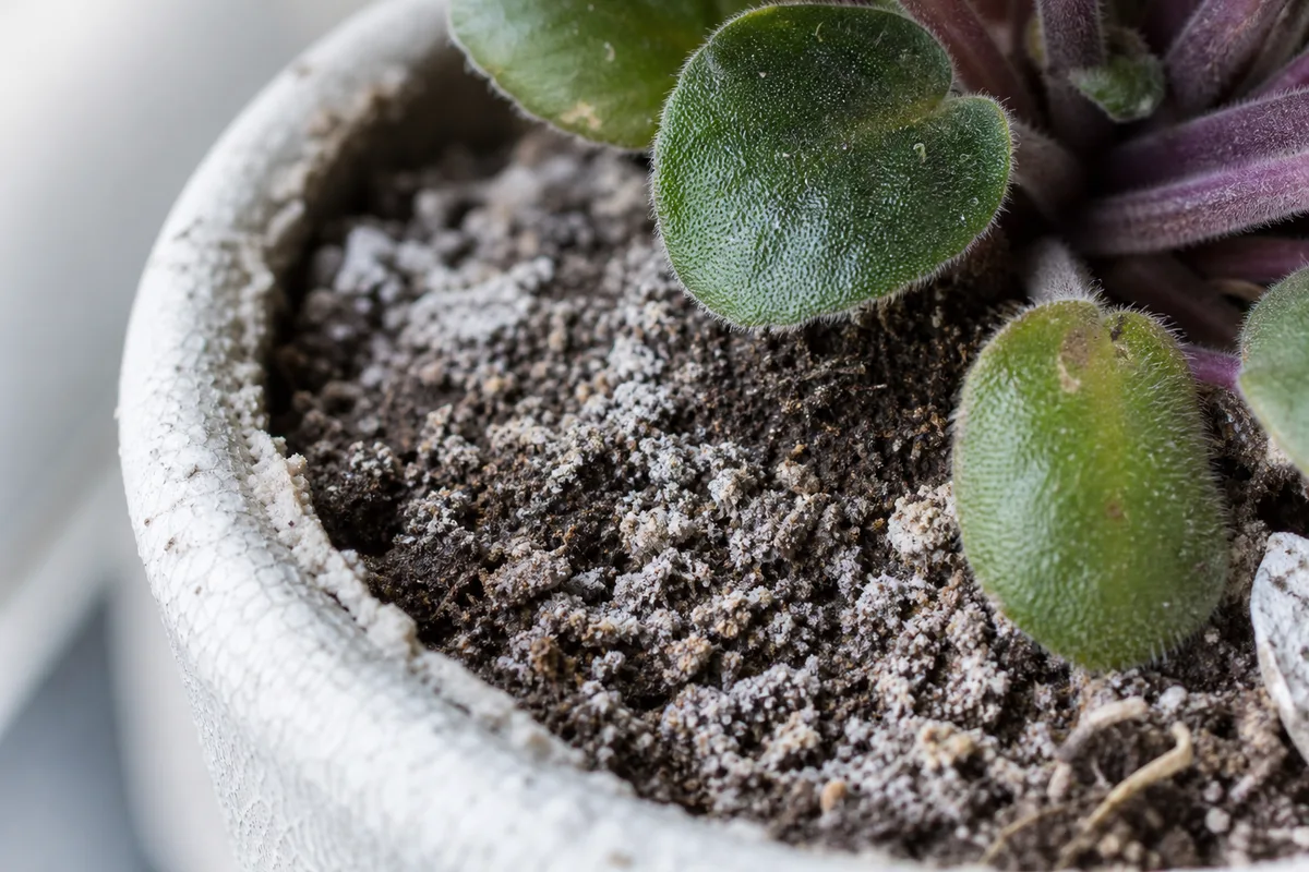 Close-up of chalky white mineral and fertilizer salt crust on potting mix from hard water