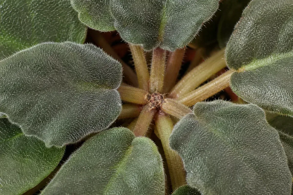 Close-up of slow growth on African Violet - stagnant crown with no emerging new leaves