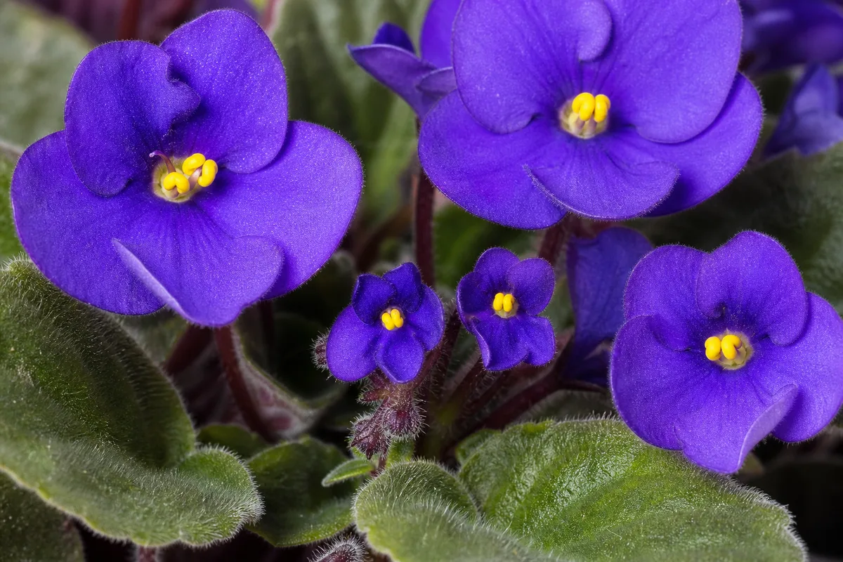 Close view of an African violet with undersized flowers for comparing bloom proportions