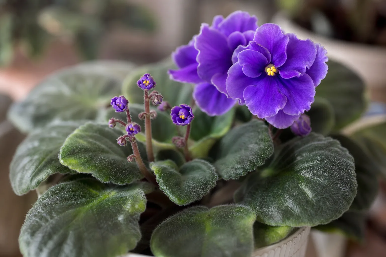 African violet with open purple blooms beside smaller developing buds on fuzzy green leaves