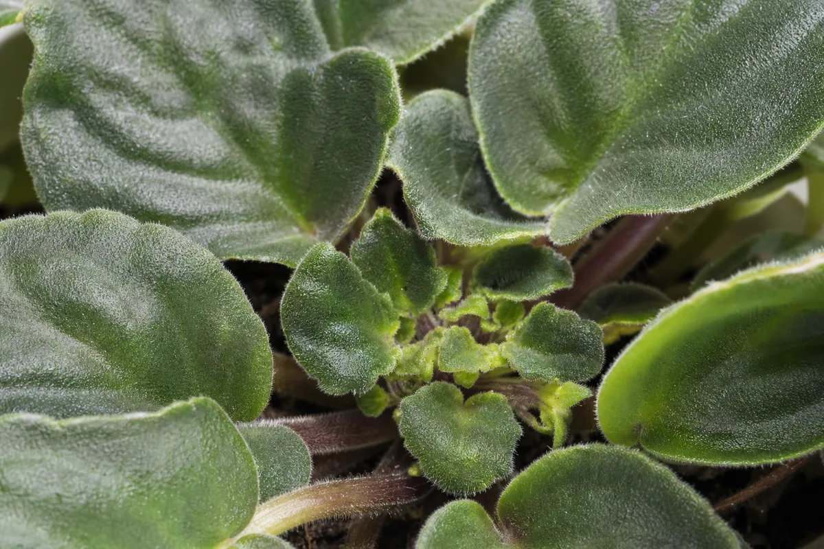 Close-up of Stunted Growth on African Violet - diagnostic detail