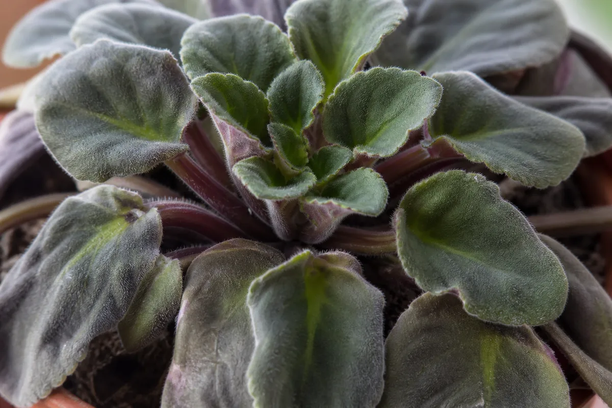 Close-up of transplant shock on African Violet - limp outer leaves with a firm center rosette