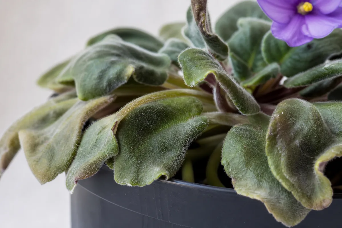 Close-up of wilting on African Violet - limp velvety leaves losing turgor