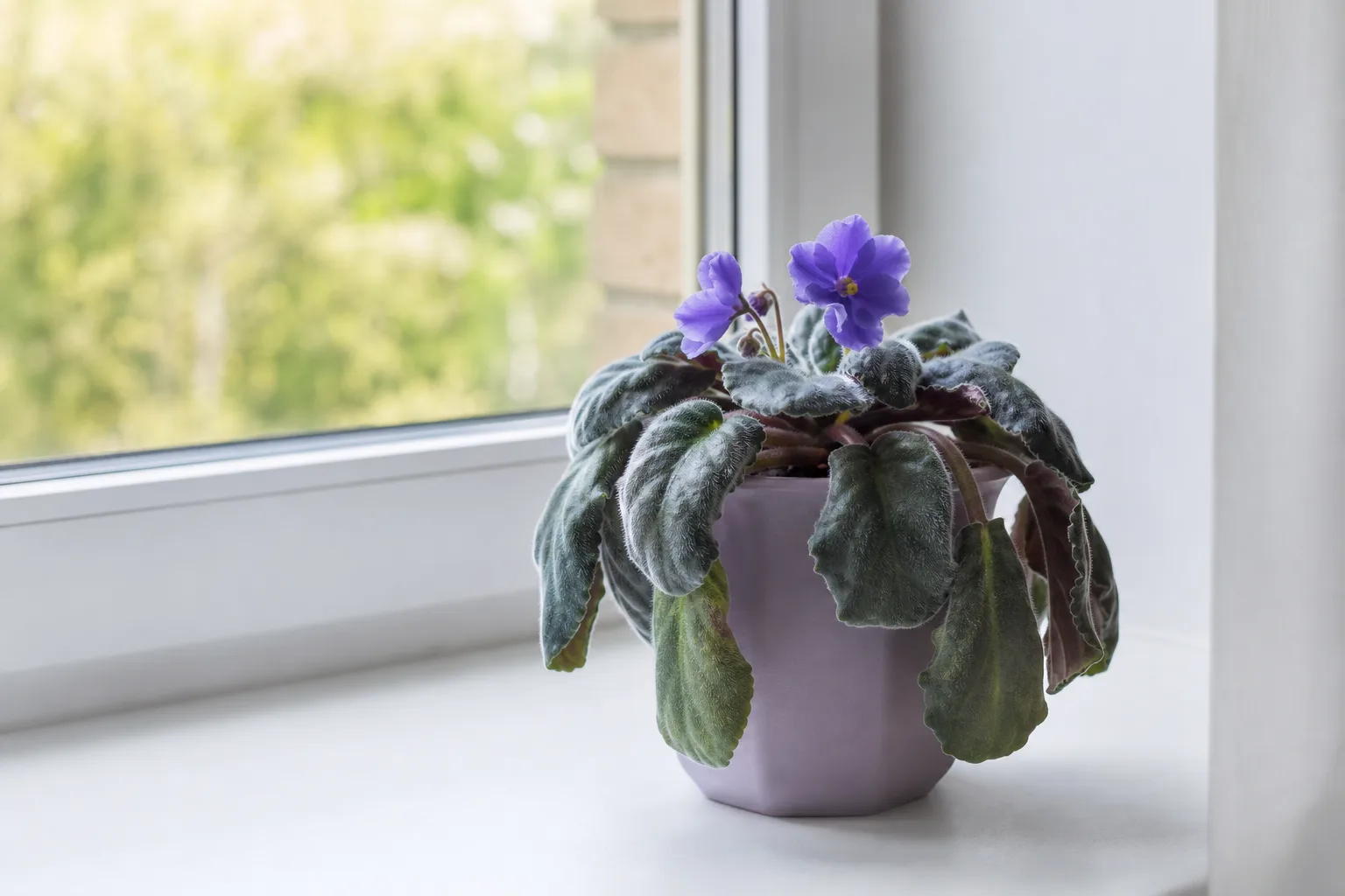 Wilting on African Violet - limp floppy leaves losing turgor around the rosette