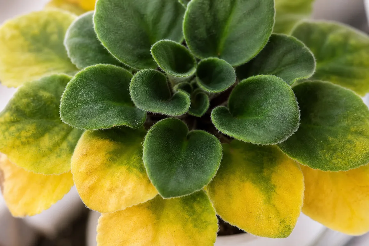 Close-up of yellow leaves on African Violet - yellow lower leaves with green center