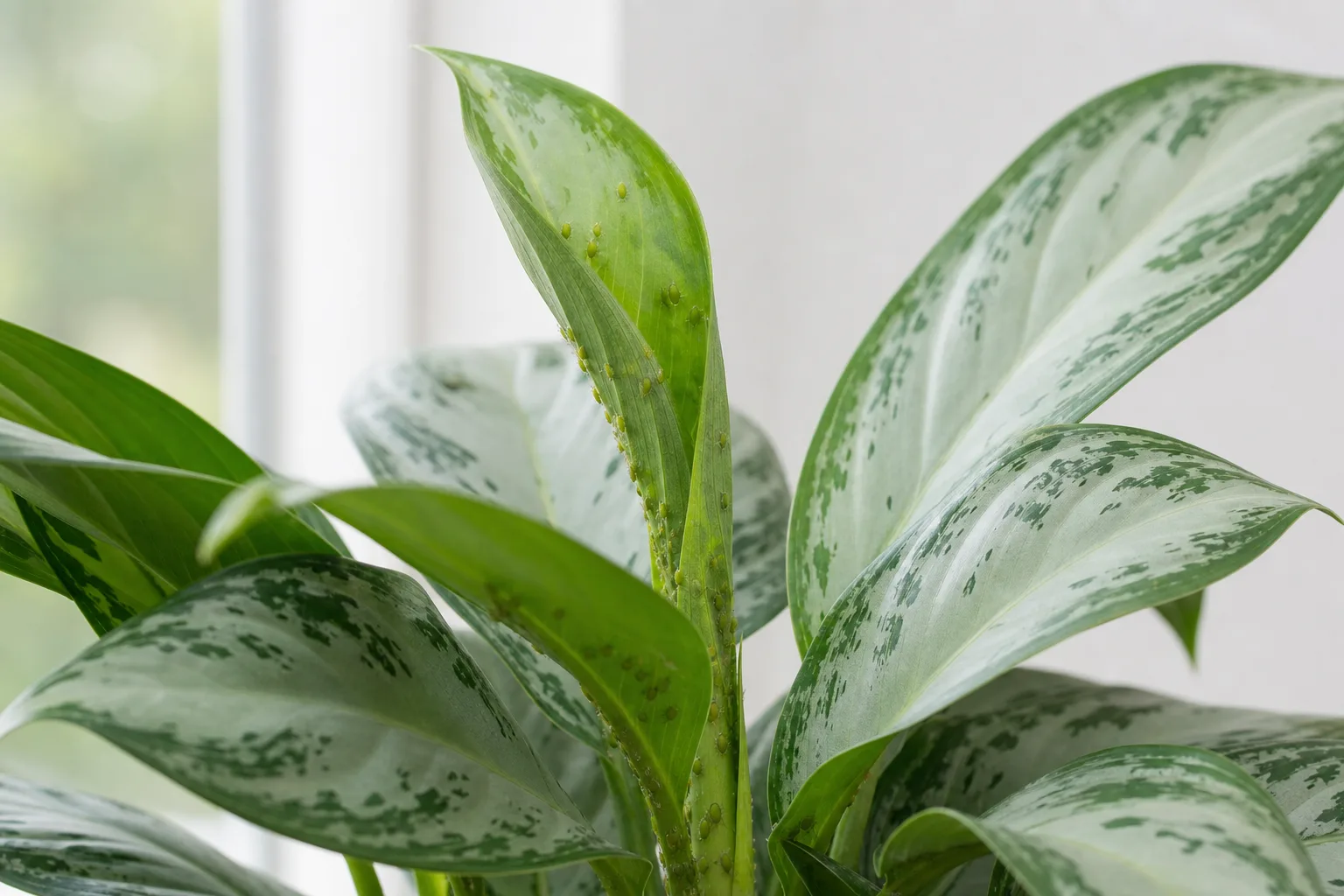 Aphids on Aglaonema - visible symptom on the plant