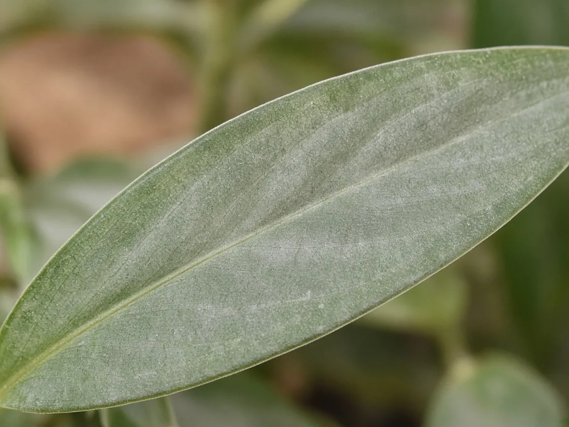 Close-up of faded silver veining on pale Cutlass lance leaf