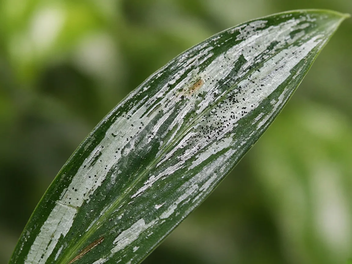 Close-up of thrips damage on Aglaonema Cutlass - silvery streaks and black frass on a narrow silver-veined lance leaf