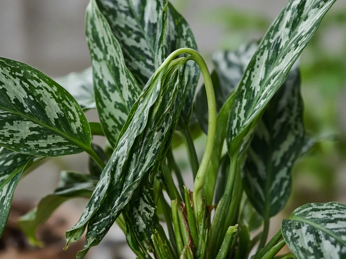Close-up of wilting on Aglaonema Cutlass - diagnostic detail
