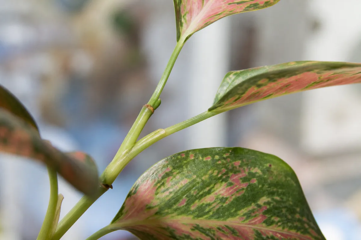 Close-up of Leggy Growth on Aglaonema - diagnostic detail