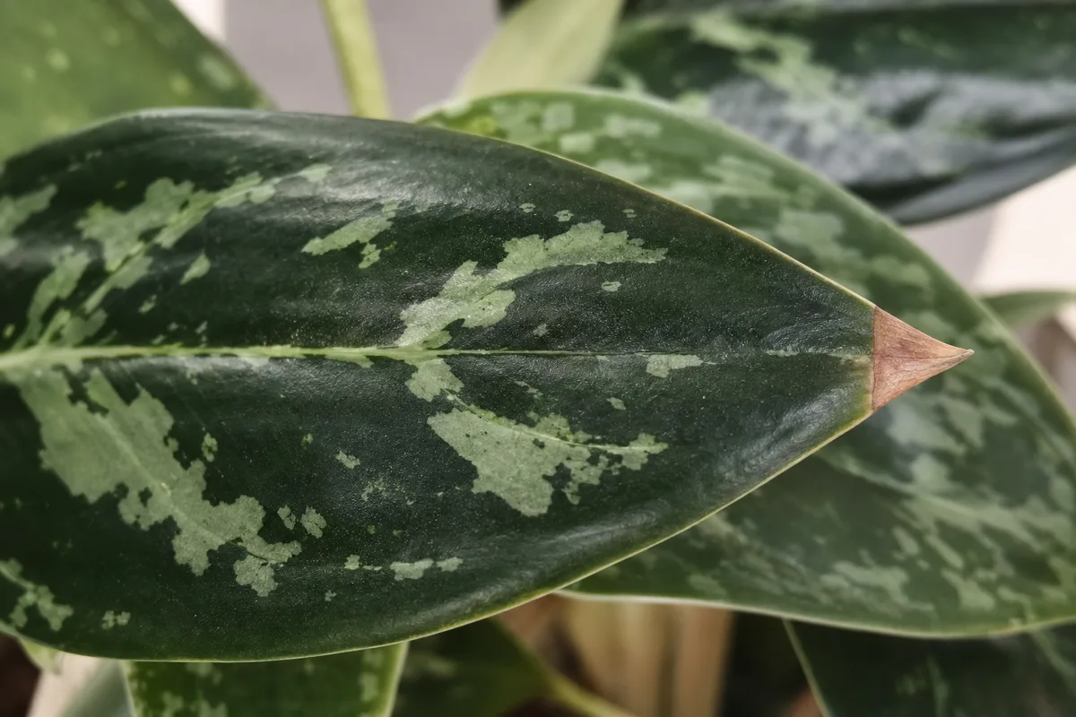 Close-up of Brown Tips on Aglaonema Maria - diagnostic detail