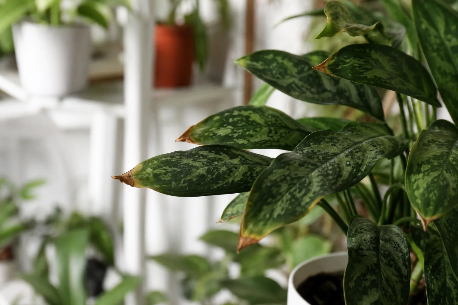 Brown Tips on Aglaonema Maria - visible symptom on the plant