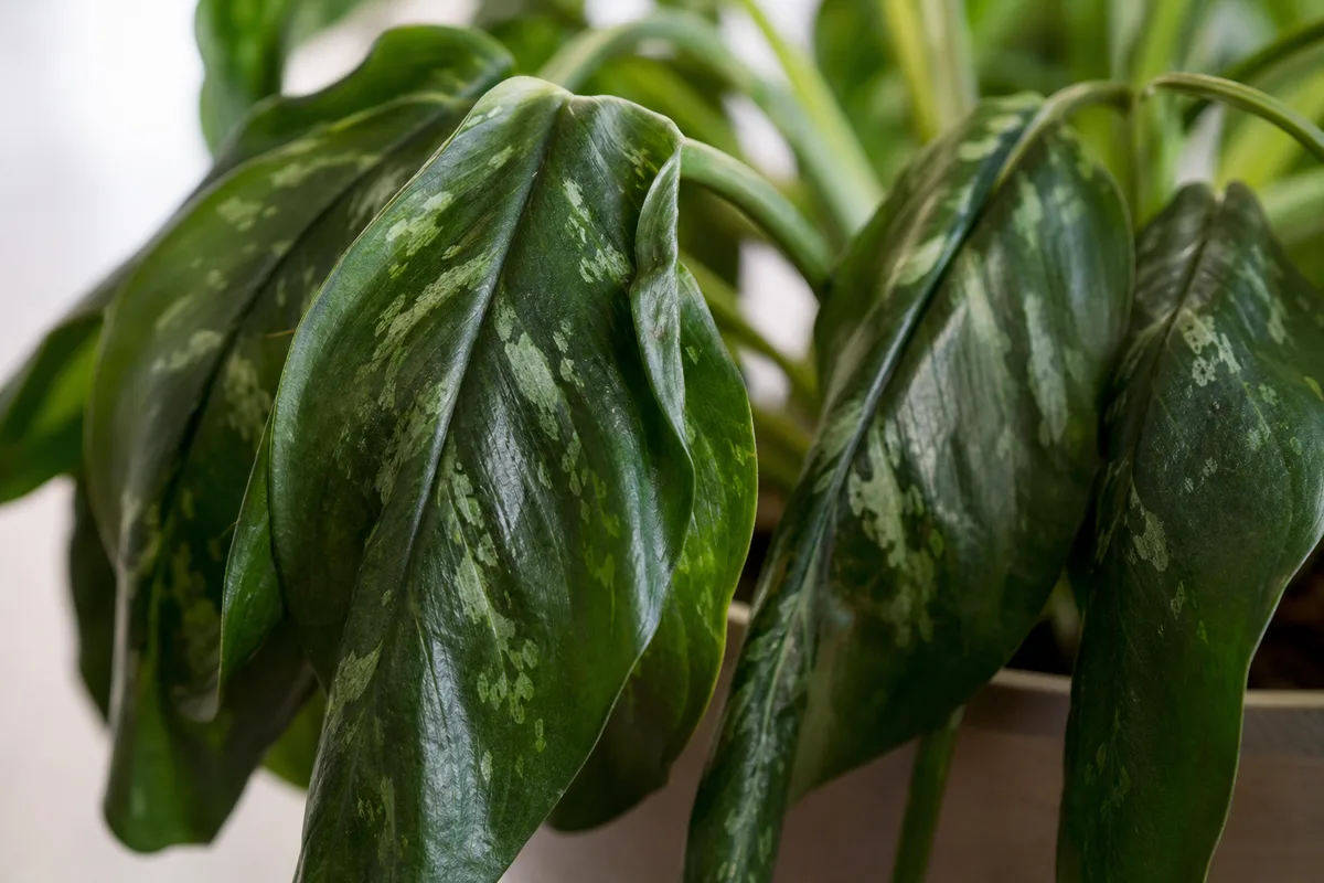 Close-up of Drooping Leaves on Aglaonema Maria - diagnostic detail