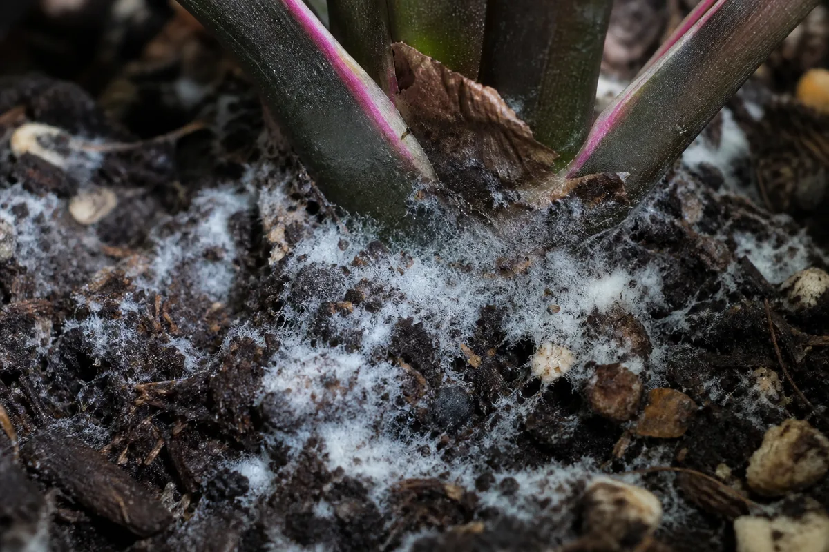 Close-up of Mold on Soil on Aglaonema Maria - diagnostic detail
