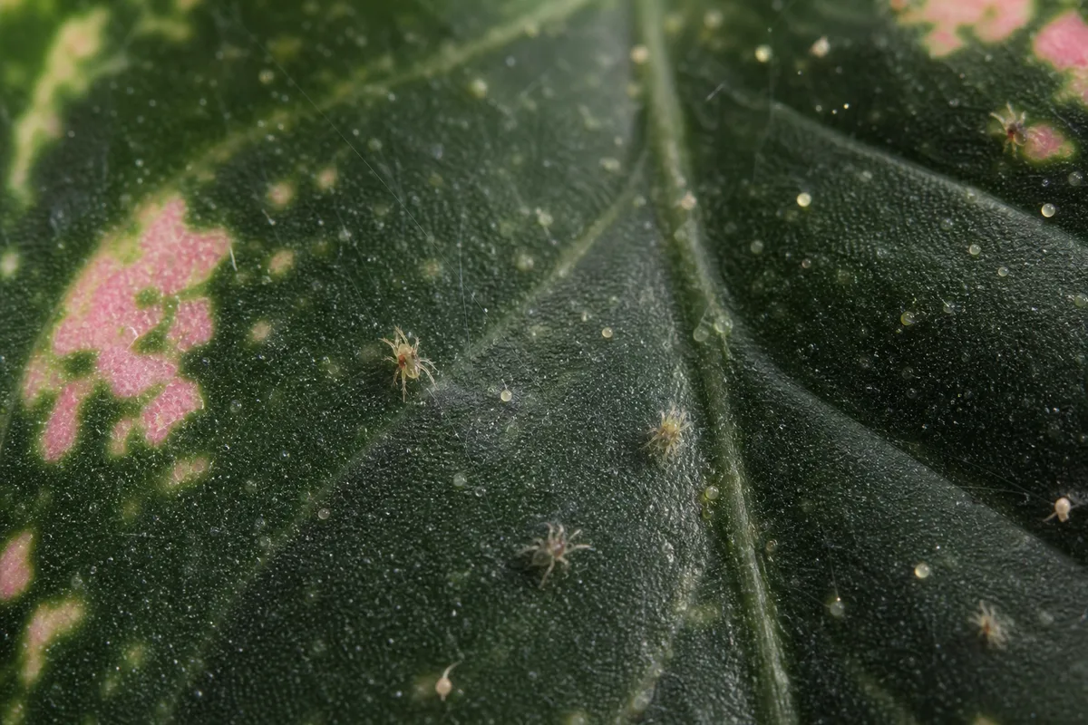 Close-up of Spider Mites on Aglaonema Maria - diagnostic detail
