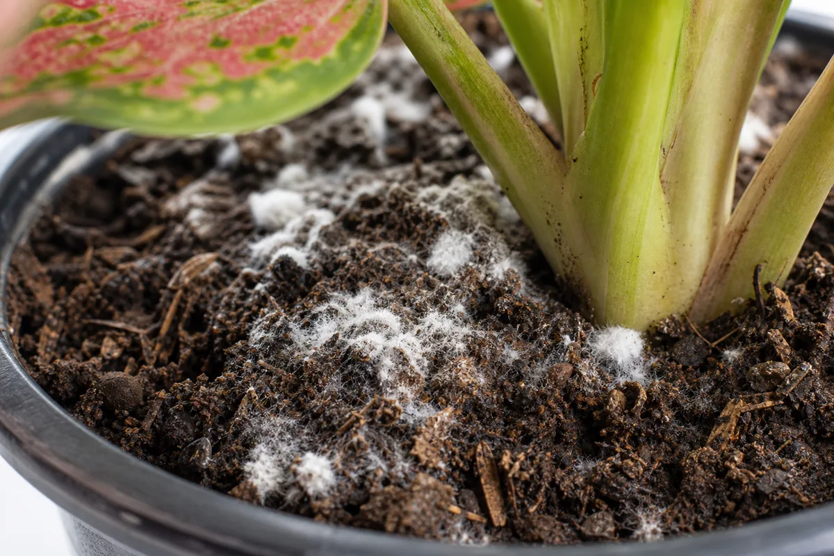 Close-up of Mold on Soil on Aglaonema - diagnostic detail