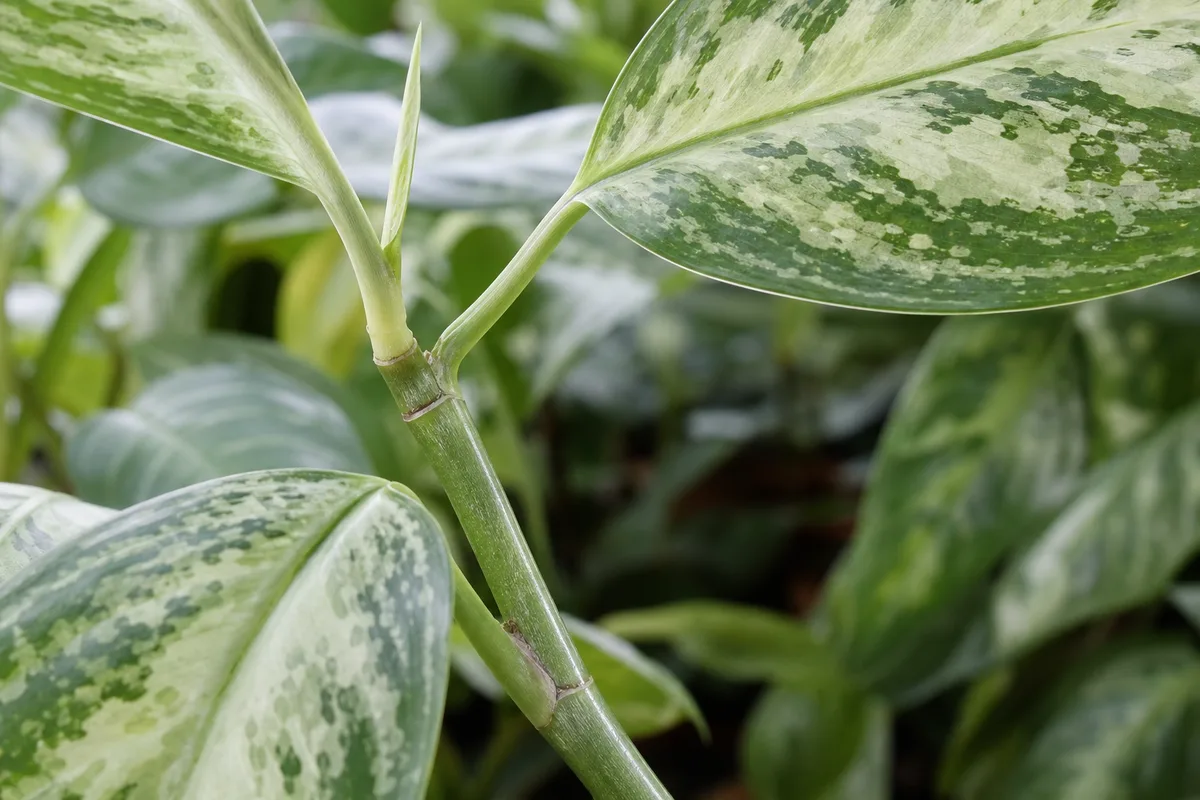 Close-up of not enough light on Aglaonema - long internodes and small pale new leaves
