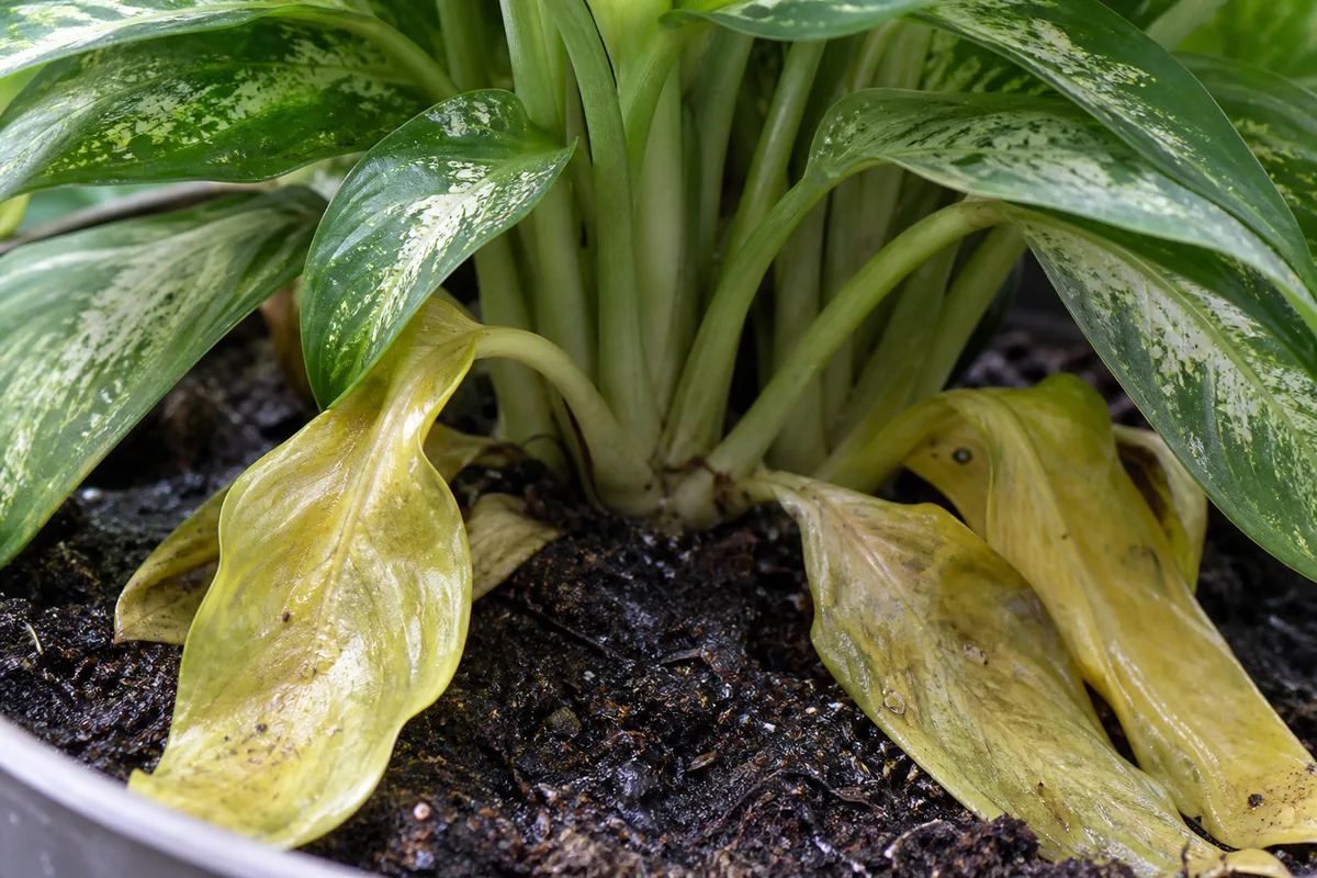 Close-up of overwatering on Aglaonema - yellow limp lower leaves near damp soil